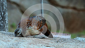 Painted spurfowl or Galloperdix lunulata observed at Hampi in Karnataka, India