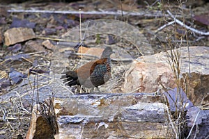 Painted spurfowl, Galloperdix lunulata, Ranthambhore Tiger Reserve, Rajasthan, India