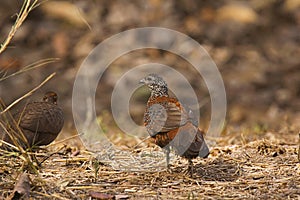 Painted spurfowl, Galloperdix lunulata, Ranthambhore Tiger Reserve, Rajasthan, India