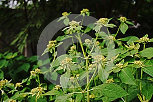 Painted spurge