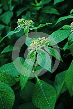 Painted spurge