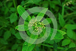 Painted spurge, broadleaves weed