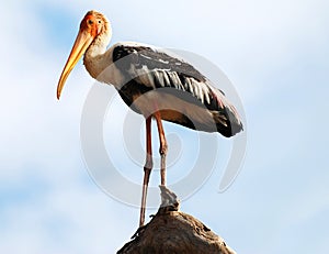Painted Stork