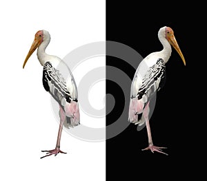Painted stork