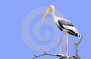 Painted stork