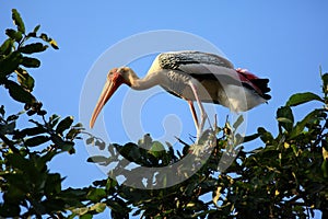 Painted stork