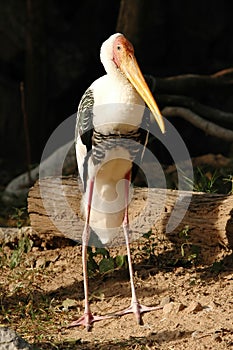 Painted stork