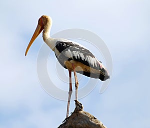 Painted Stork