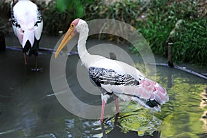 Painted Stork