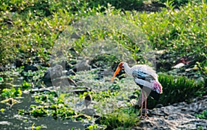 Painted stork