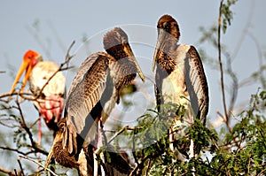 Painted stork