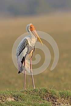 Painted Stork