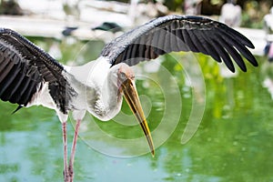 Painted Stork