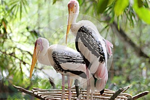 Painted Stork