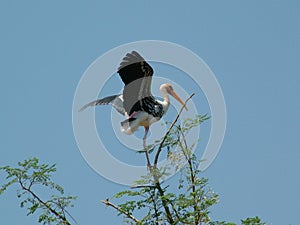 Painted Stork