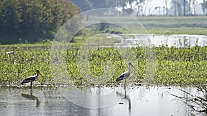 Painted Stork in Bardia, Nepal