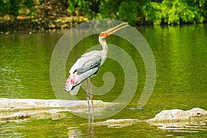 Painted Stork bird at birds sanctuary