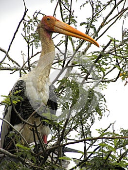 Painted stork bird on the branches of the tree