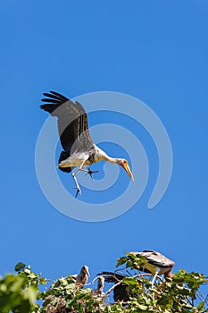 Painted Stork bird flying down