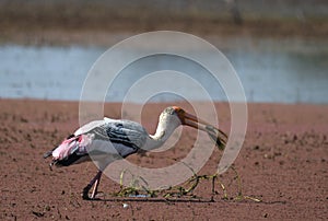 Painted stork bird Mycteria Leucocephala feeding or eating a fish in Bharatpur