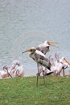 The Painted Stork bird & x28;Mycteria leucocephala& x29; in garden