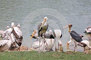 The Painted Stork bird (Mycteria leucocephala) in garden