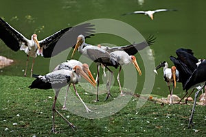 The Painted Stork bird (Mycteria leucocephala) in garden