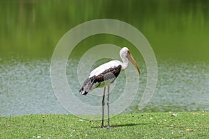 The Painted Stork bird (Mycteria leucocephala) in garden