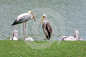 The Painted Stork bird (Mycteria leucocephala) in garden