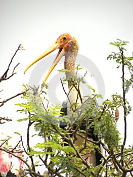 Painted stork bird, Mycteria leucocephala on a tree with open beak