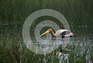 Painted Stork Bird with Fish