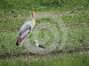 Painted stork and black winged Stilt in Pune