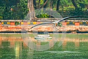 A painted stork carrying nesting material
