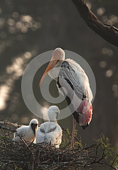 Painted stork with chicks at Keoladeo Ghana National Park, Bharatpur