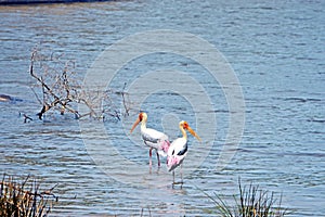 Painted stork couple in a lagoon