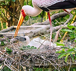 Painted stork family at nest