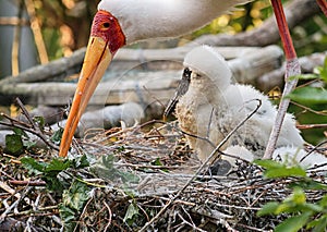 Painted stork family at nest