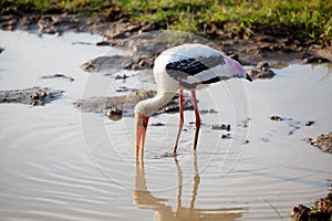 A painted stork is fishing in a pond in the Yala Nationalpark