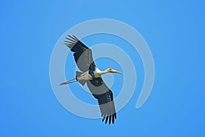 Painted Stork in flight against blue sky.