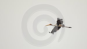 Painted Stork In Flight On Dull Weather