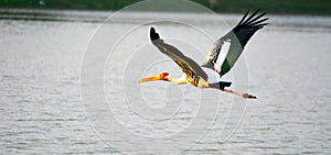 Painted stork fly over pond