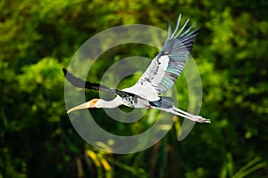 Painted Stork Flying