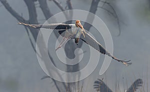 Painted Stork flying with a fish in his Mouth at Bharatpur