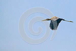 A painted Stork flying