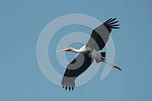 Painted Stork flying in the sky