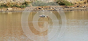 Painted Stork - Great Rann of Kutch