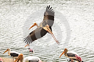 Painted stork with Heavy Yellow Beak in Flight under the Water