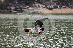 Painted stork with Heavy Yellow Beak in Flight under the Water