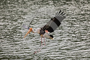 Painted stork with Heavy Yellow Beak in Flight under the Water