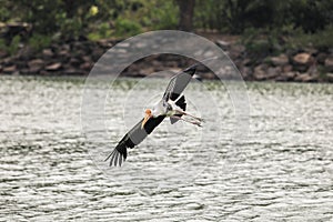 Painted stork with Heavy Yellow Beak in Flight under the Water